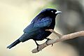 Shiny cowbird (Molothrus bonariensis) male