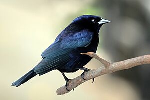 Shiny cowbird (Molothrus bonariensis) male.JPG