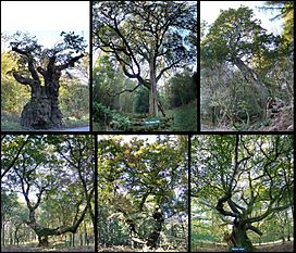 Six-named-oaks-savernake.jpg