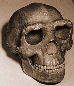 Skull pekingman