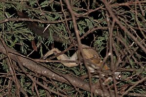 Somali Lesser Galago.jpg