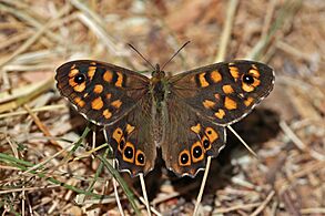 Speckled wood (Pararge aegeria aegeria) female Cyprus