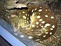 Spotted-tail quoll sleeping at Sydney Wildlife World