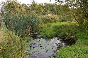 Stotfold Mill Meadows 3