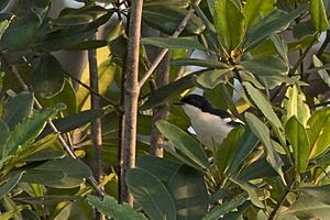 Swamp Boubou 110ND500 DSC7853