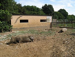 Tamworth pigs at the Rare Breeds Centre, Woodchurch, Kent
