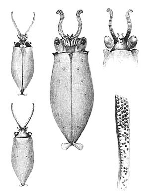 Teuthowenia megalops paralarvae