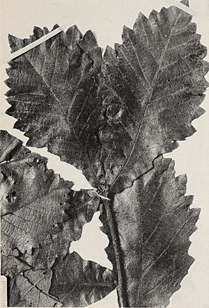The Central American species of Quercus (1942) (20401465109).jpg