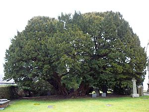 The Llangernyw yew