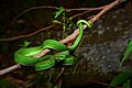 Trimeresurus albolabris (adult, male)