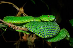 Trimeresurus popeiorum, Pope's pit viper - Doi Phu Kha National Park (46846412805).jpg