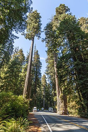 US 199 Redwood Highway