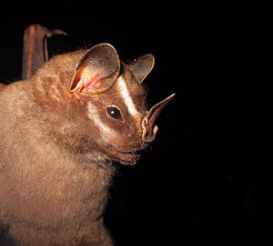 Vampyrodes caraccioli peru.jpg