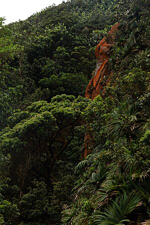 Vegetación Cerro Santa Ana