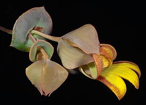 Velleia connata - Flickr - Kevin Thiele.jpg