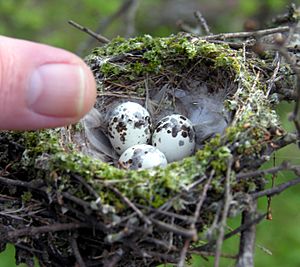 Vermillion Flycatcher Nest with Eggs & Thumb for Size (17515986)
