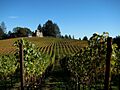 Vineyard and Chateau - Napa