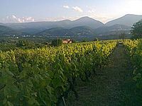 Vineyard in Naoussa, Central Macedonia, Greece