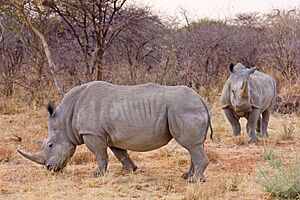 Waterberg Nashorn2