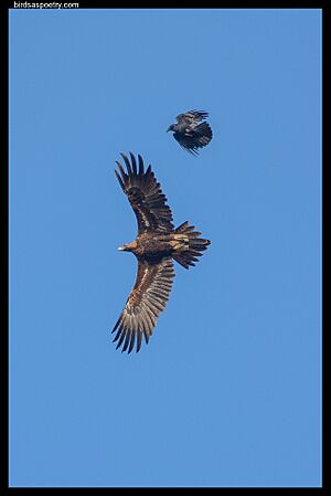 Wedge-tailed Eagle It is Not Even Playing the Game! (50096251297)