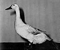 Welsh Harlequin Duck