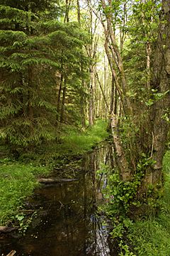 Wet woodland joining a conifer plantation 2008