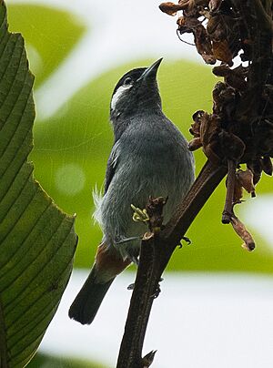 White-eared Conebill - Darién - Panama (48444527412).jpg