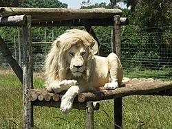 White lion Facts for Kids