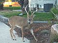White Tailed Deer in Missoula, Montana