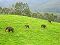 Wild elephants, Munnar