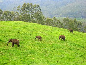 Wild elephants, Munnar
