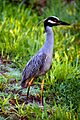 Yellow-crowned Night Heron (7345190292)
