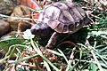 Young Hermann's Tortoise
