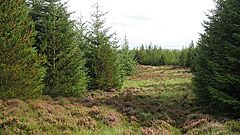 Young Sitka spruce plantation - geograph.org.uk - 949091