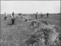 "Wheat field on Dutch flats near Mitchell, Nebr. Farm of T.C. Shawver." - NARA - 294480