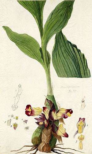 Acanthephippium bicolor Walker