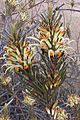 Adenanthos detmoldii Cranbourne email