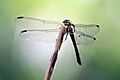 Agrionoptera longitudinalis
