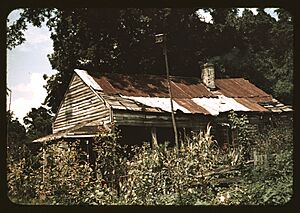 An old house almost hidden by sunflowers, Rodney, Miss. LCCN2017877482