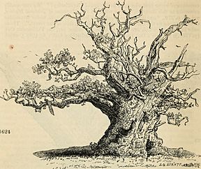 Arboretum et fruticetum britannicum, or - The trees and shrubs of Britain, native and foreign, hardy and half-hardy, pictorially and botanically delineated, and scientifically and popularly described (19756113471).jpg