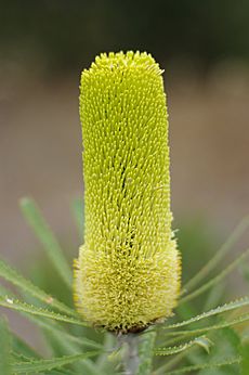 Banksia attenuata gnangarra 04