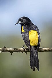 Black-cowled oriole (Icterus prosthemelas prosthemelas) Orange Walk