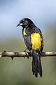 Black-cowled oriole (Icterus prosthemelas prosthemelas) Orange Walk