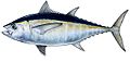 Blackfin tuna, Duane Raver Jr.jpg