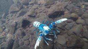 Blue Spiny Crayfish Underwater 00113