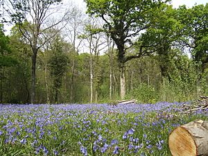 Bluebells and oaks - geograph.org.uk - 413325.jpg