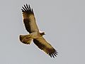Booted eagle in flight