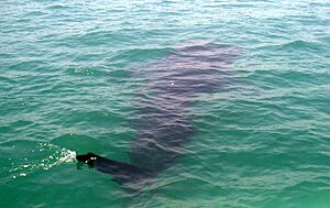 Butanding Whale Shark (Donsol, Sorsogon) (794278440)