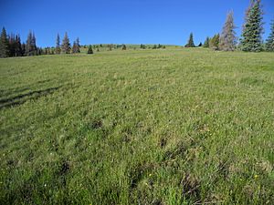 Calf Creek Plateau, Powderhorn Wilderness, Hinsdale County, Colorado, USA 01