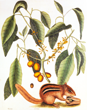 Catesby Mark Natural History 1731